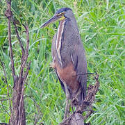 Bare-throated Tiger Heron