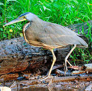 Bare-throated Tiger Heron