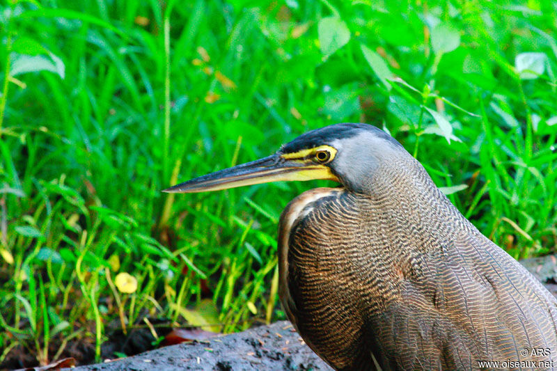 Onoré du Mexique, identification