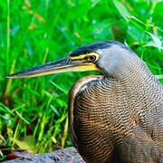 Bare-throated Tiger Heron