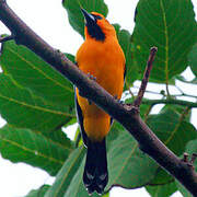 Streak-backed Oriole