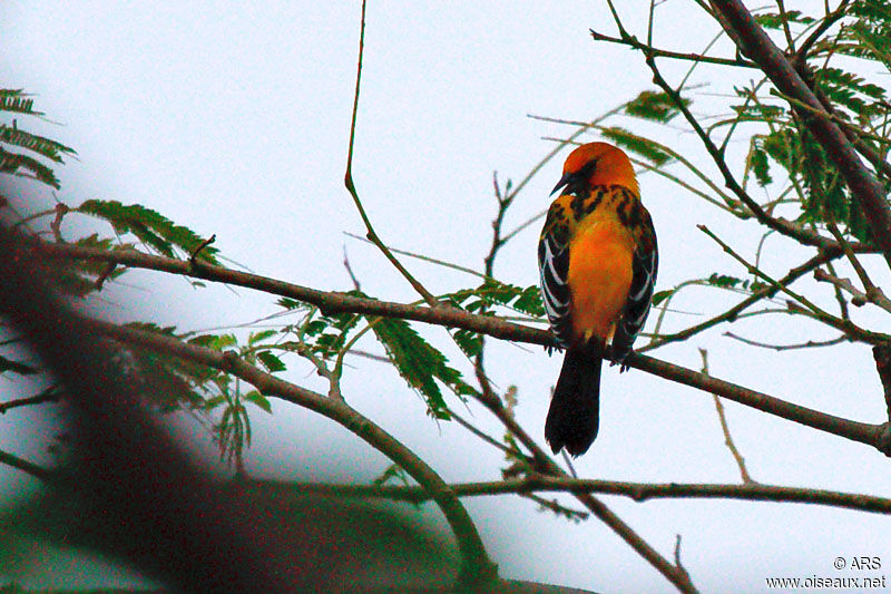 Streak-backed Oriole male adult, identification