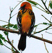 Oriole à dos rayé