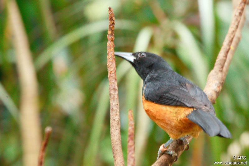 Oriole de Montserrat mâle, identification