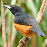 Montserrat Oriole