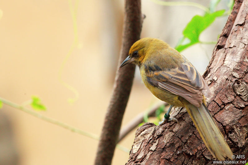 Montserrat Oriole female, identification