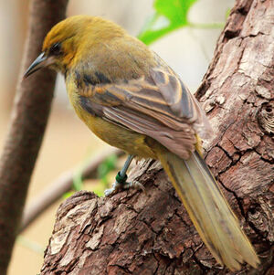 Oriole de Montserrat