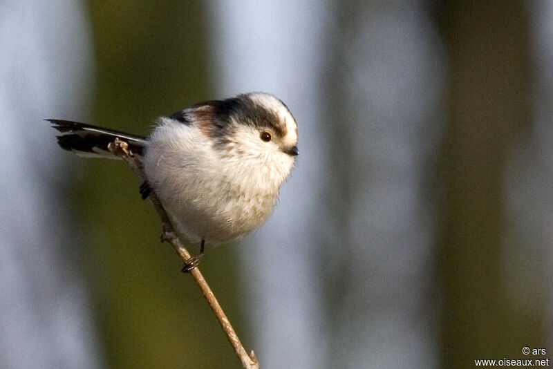 Long-tailed Tit, identification