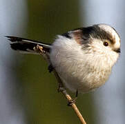 Long-tailed Tit