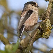 Long-tailed Tit