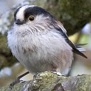 Long-tailed Tit