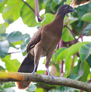 Grey-headed Chachalaca