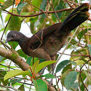 Grey-headed Chachalaca