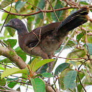 Grey-headed Chachalaca