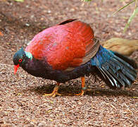 Pheasant Pigeon