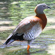 Ashy-headed Goose