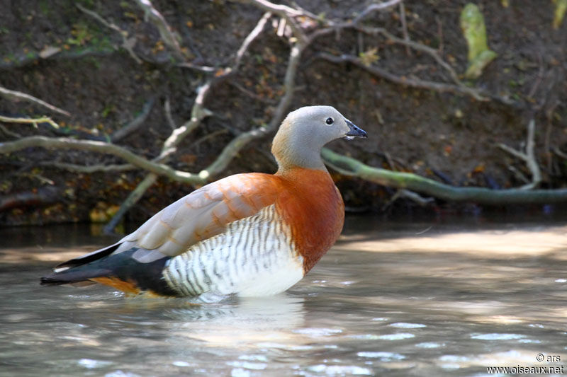 Ashy-headed Goose, identification