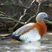 Ashy-headed Goose