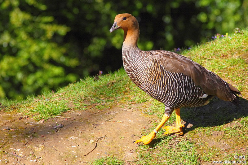 Ouette de Magellan femelle adulte, identification