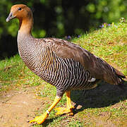 Upland Goose