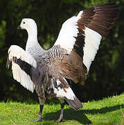 Upland Goose