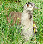 Kori Bustard