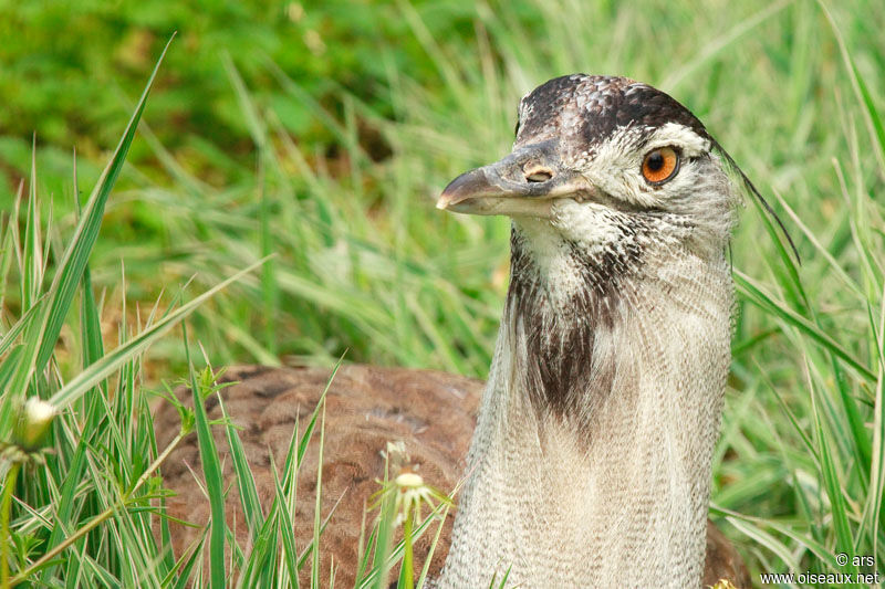 Kori Bustard, identification