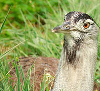 Kori Bustard