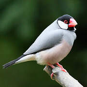 Java Sparrow