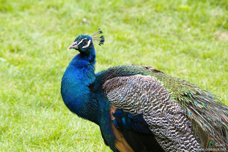 Indian Peafowl male adult, identification