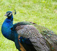 Indian Peafowl