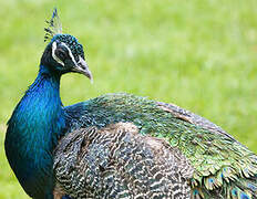 Indian Peafowl