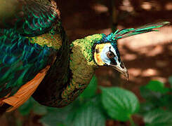 Green Peafowl