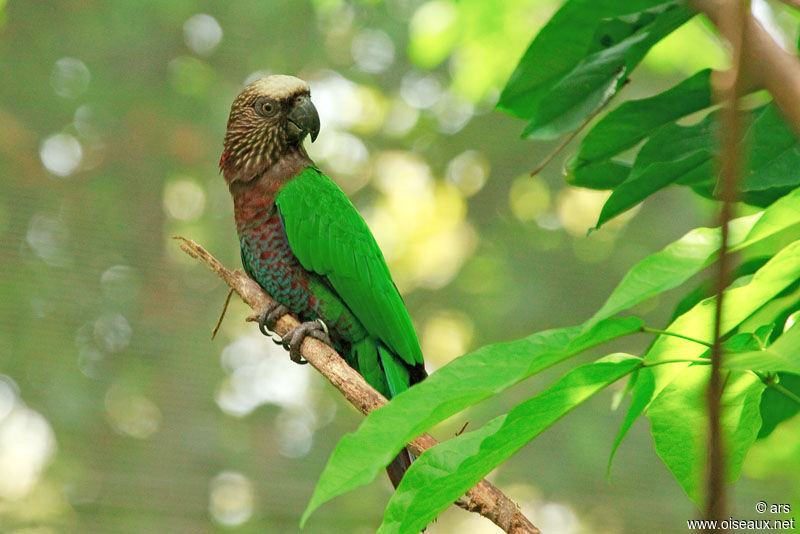 Red-fan Parrot, identification