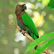 Red-fan Parrot