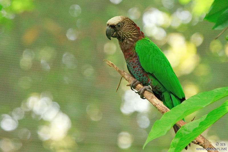 Red-fan Parrot, identification