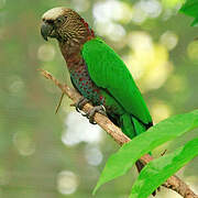 Red-fan Parrot