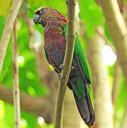 Red-fan Parrot