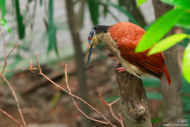 Twelve-wired Bird-of-paradise female, identification