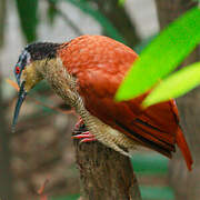 Twelve-wired Bird-of-paradise