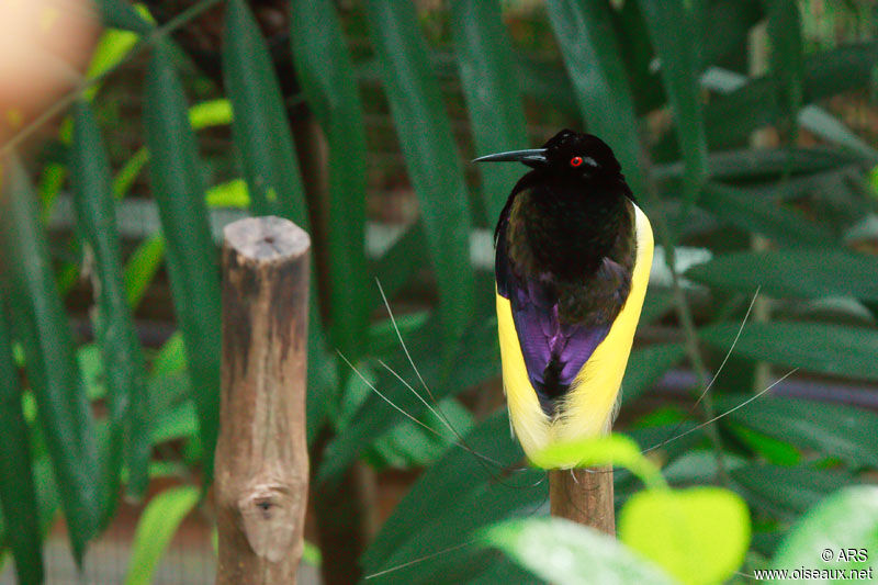 Paradisier multifil mâle, identification