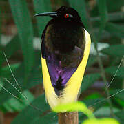 Twelve-wired Bird-of-paradise