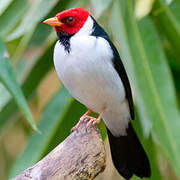 Yellow-billed Cardinal