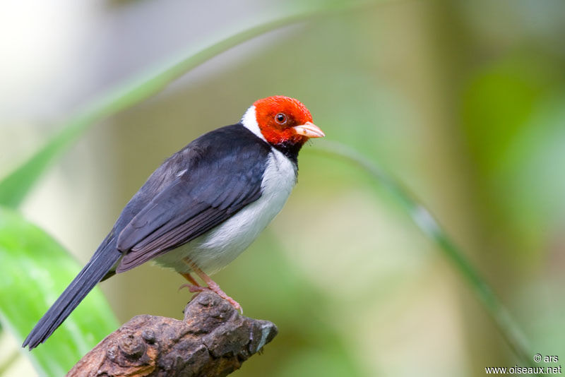 Yellow-billed Cardinal, identification