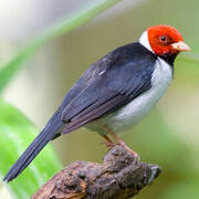 Yellow-billed Cardinal