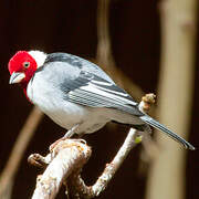 Red-cowled Cardinal