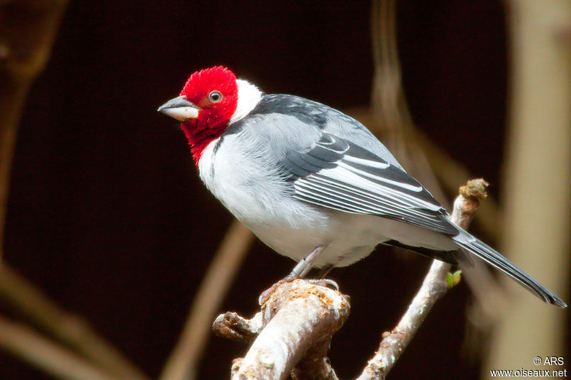 Red-cowled Cardinal, identification