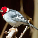 Paroare dominicain