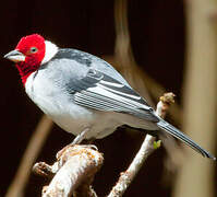 Red-cowled Cardinal