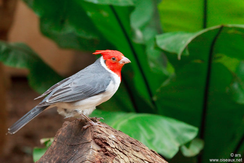 Red-crested Cardinal, identification